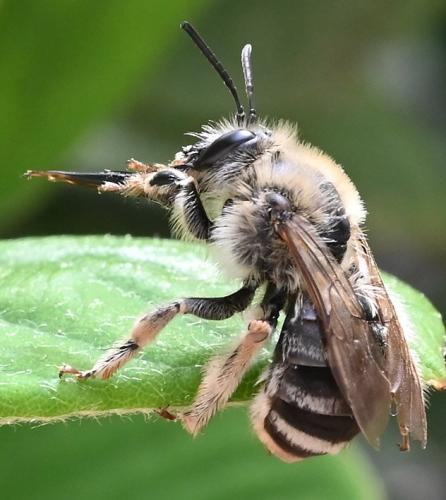Eucera sp.